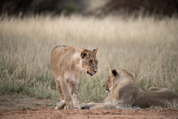 Lions in bwa