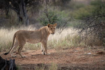 Lions in bwa