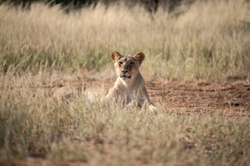 Lions in bwa