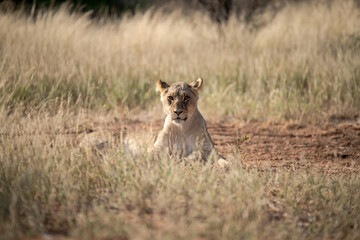 Lions in bwa