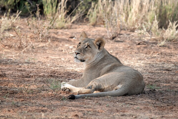 Lions in bwa