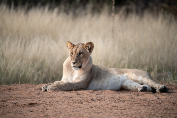 Lions in bwa