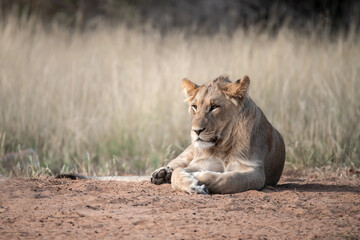 Lions in bwa