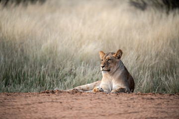 Lions in bwa