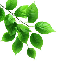 Fototapeta premium Vibrant green leaves on a branch, showcasing lush foliage and natural beauty, perfect for nature-themed projects.