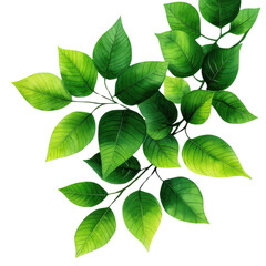 Vibrant green leaves isolated on a clean background, ideal for nature-themed designs and eco-friendly projects.