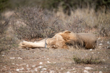 Lions in BWA