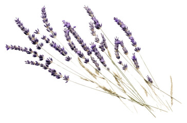 PNG  Real Pressed a lavenders flower plant herb.