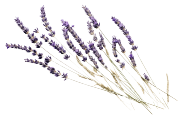PNG  Real Pressed a lavenders flower plant herb.