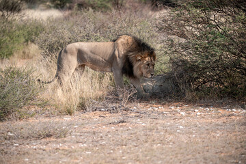 Lions in BWA