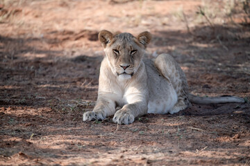 Lions in BWA