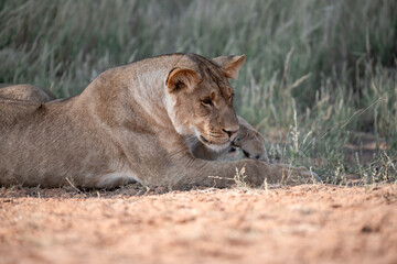 Lions in BWA