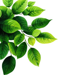 Vibrant green leaves showcasing a rich variety of shapes and textures, perfect for nature-themed designs.