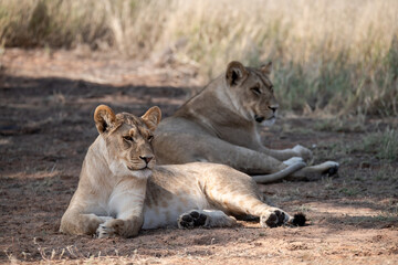 Lions in BWA