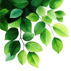 Naklejka premium Vibrant green leaves showcasing the beauty of nature, perfect for designs, illustrations, or backgrounds emphasizing freshness.