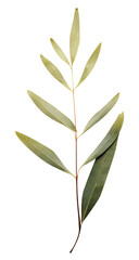 PNG  Real Pressed a olive leaf plant herbs annonaceae.
