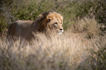 Lions in BWA