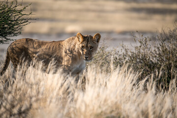 Lions in BWA