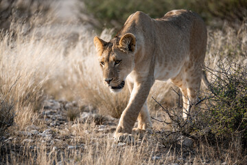 Lions in BWA