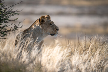 Lions in BWA
