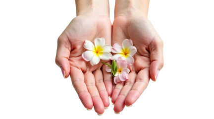Natural hand cream advertisement photo, open palms holding frangipani flowers, isolated on white background, skincare wellness beauty concept