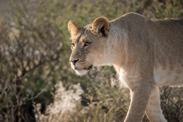 Lions in BWA