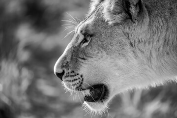 Lions in BWA