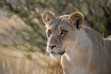 Lions in BWA