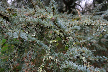 lichen on a fir tree, colored rust on a tree