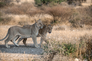 Lions in BWA