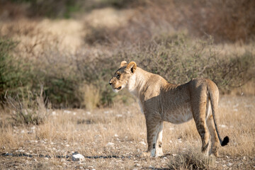 Lions in BWA