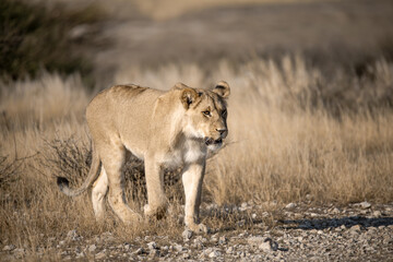 Lions in BWA