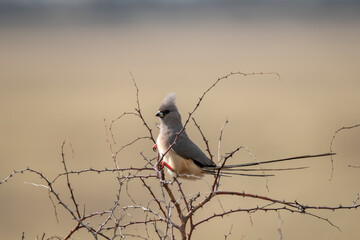 African Birds