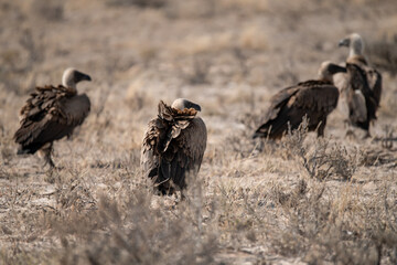 African Birds