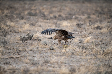 African Birds