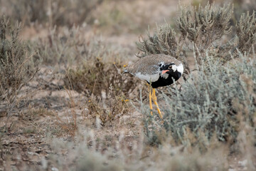 African Birds