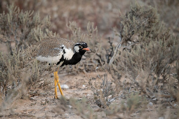 African Birds