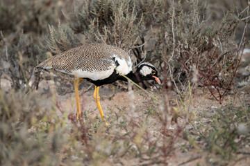 African Birds