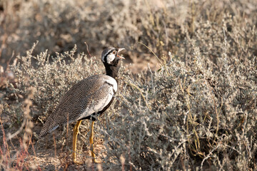 African Birds