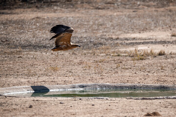 African Birds