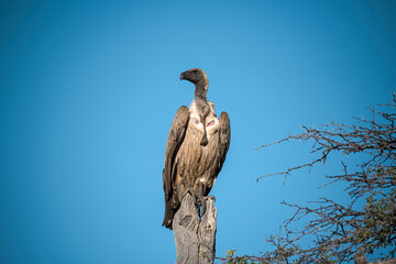 African Birds