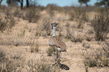 African Birds