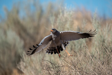 African Birds