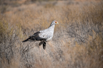 African Birds