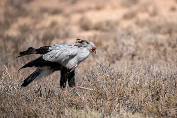 African Birds