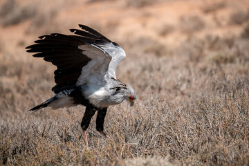 African Birds