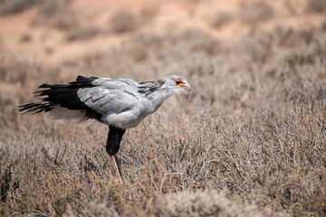 African Birds