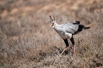 African Birds