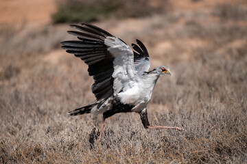 African Birds