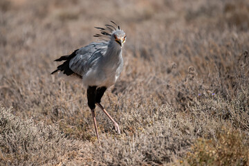 African Birds